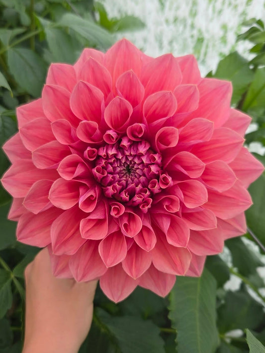 Kiara Marilyn Dahlia tuber