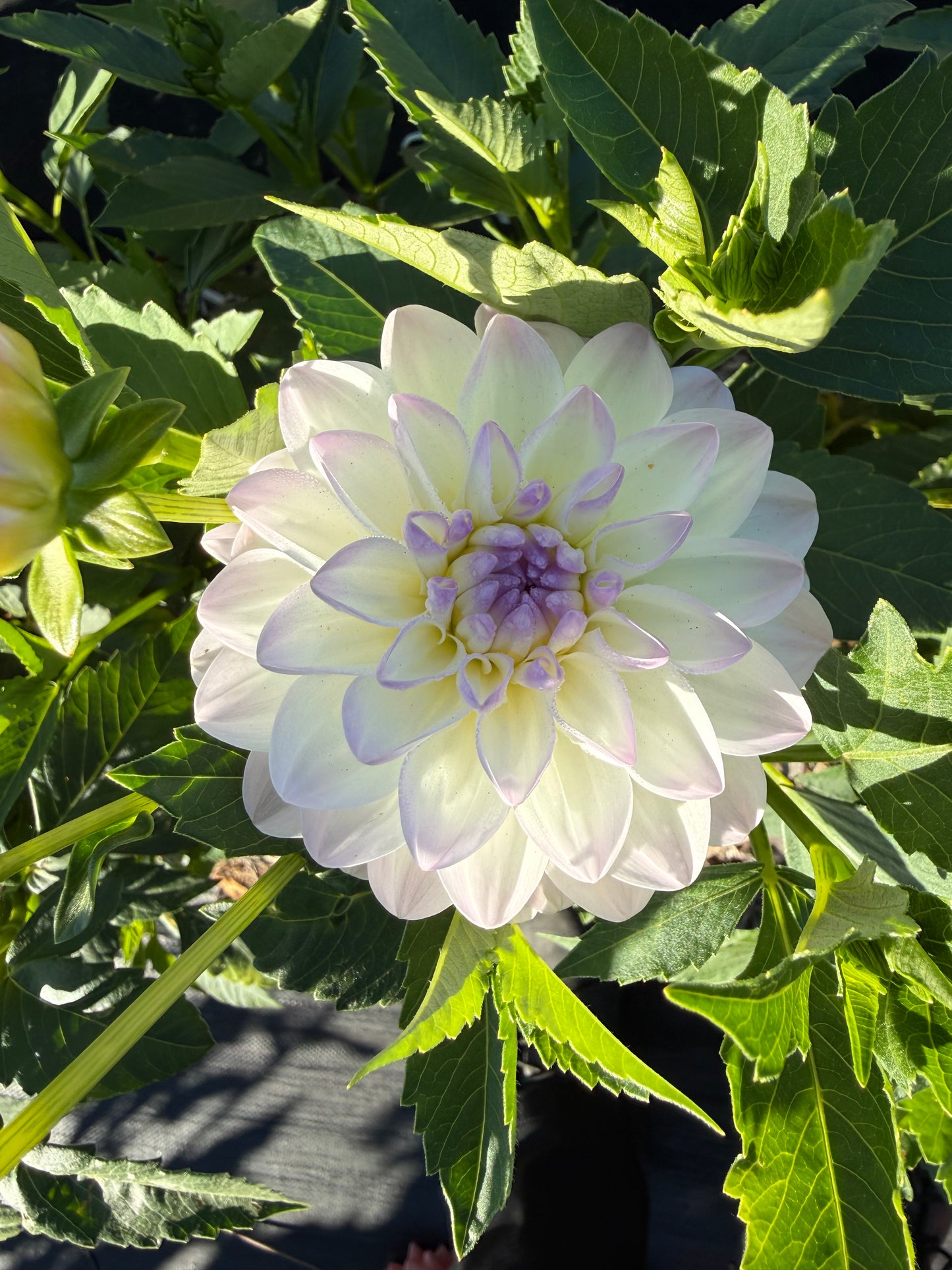 Eveline Dahlia Tuber