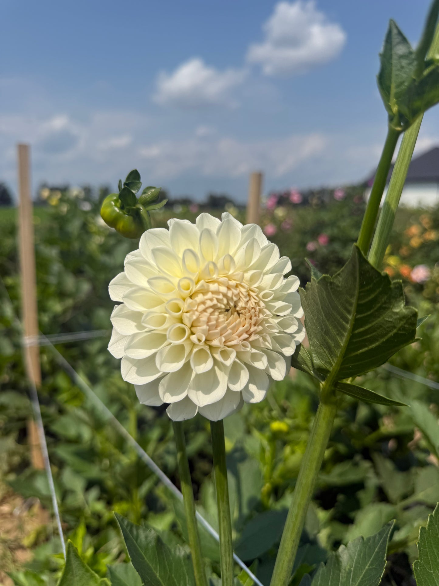 Boom Boom White Dahlia Tuber