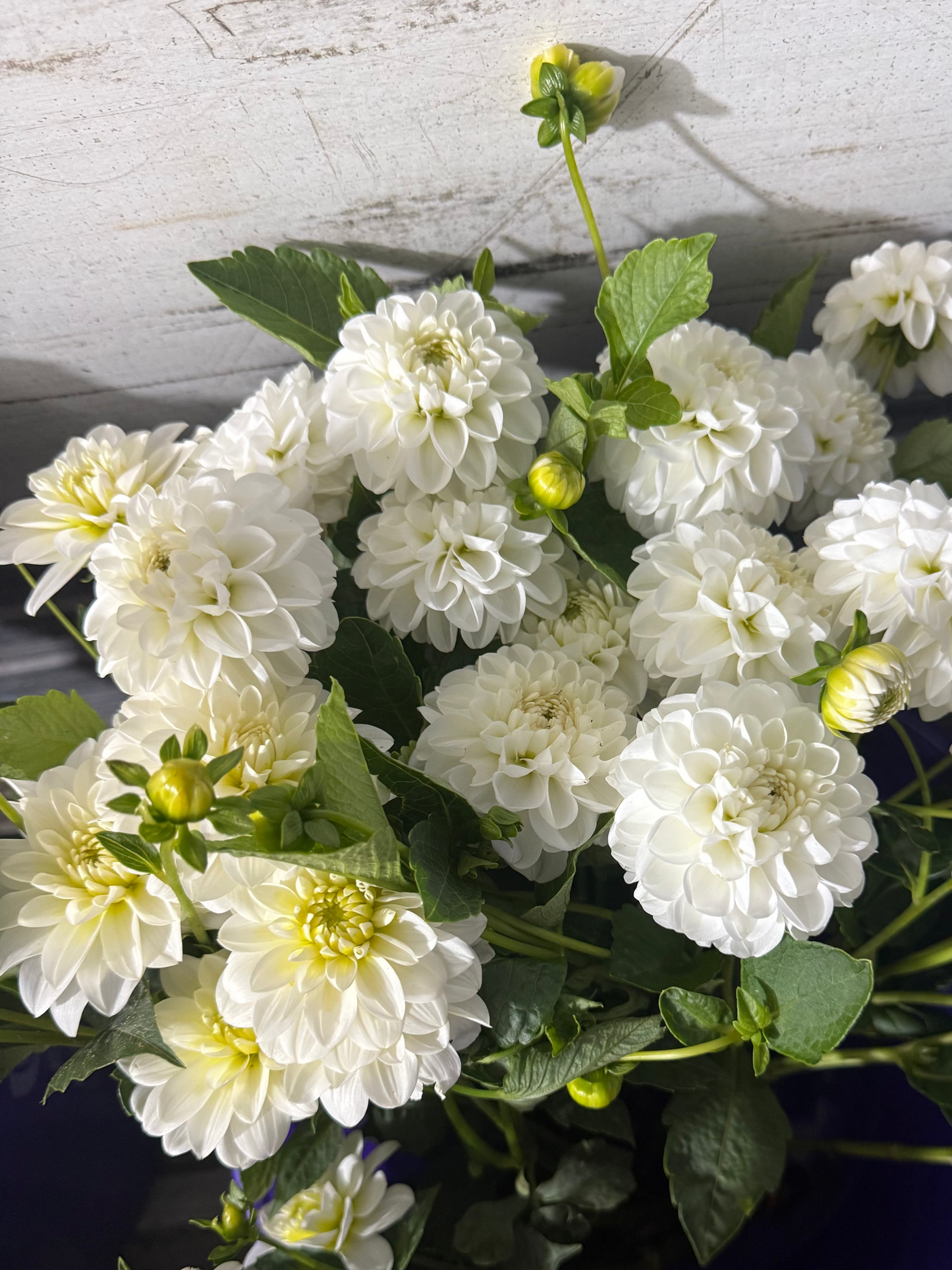 Orsett Beauty Dahlia Tuber
