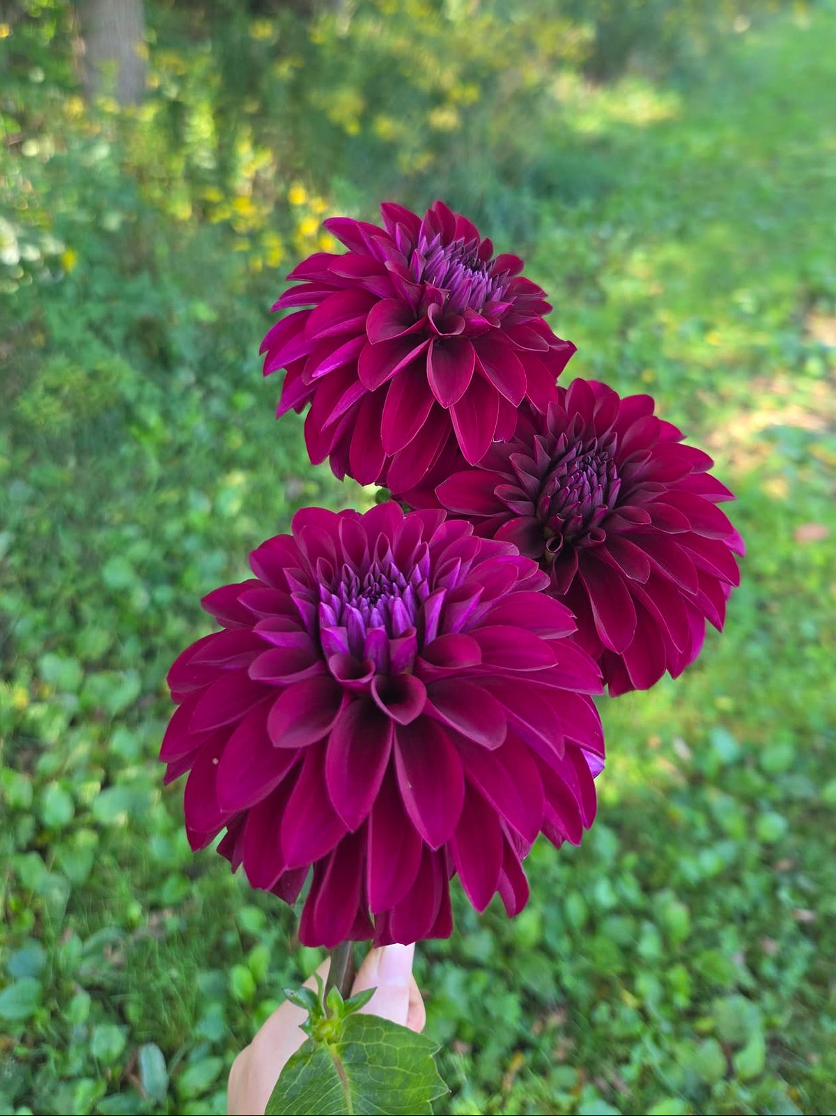 Woodlands Merinda Dahlia Tuber