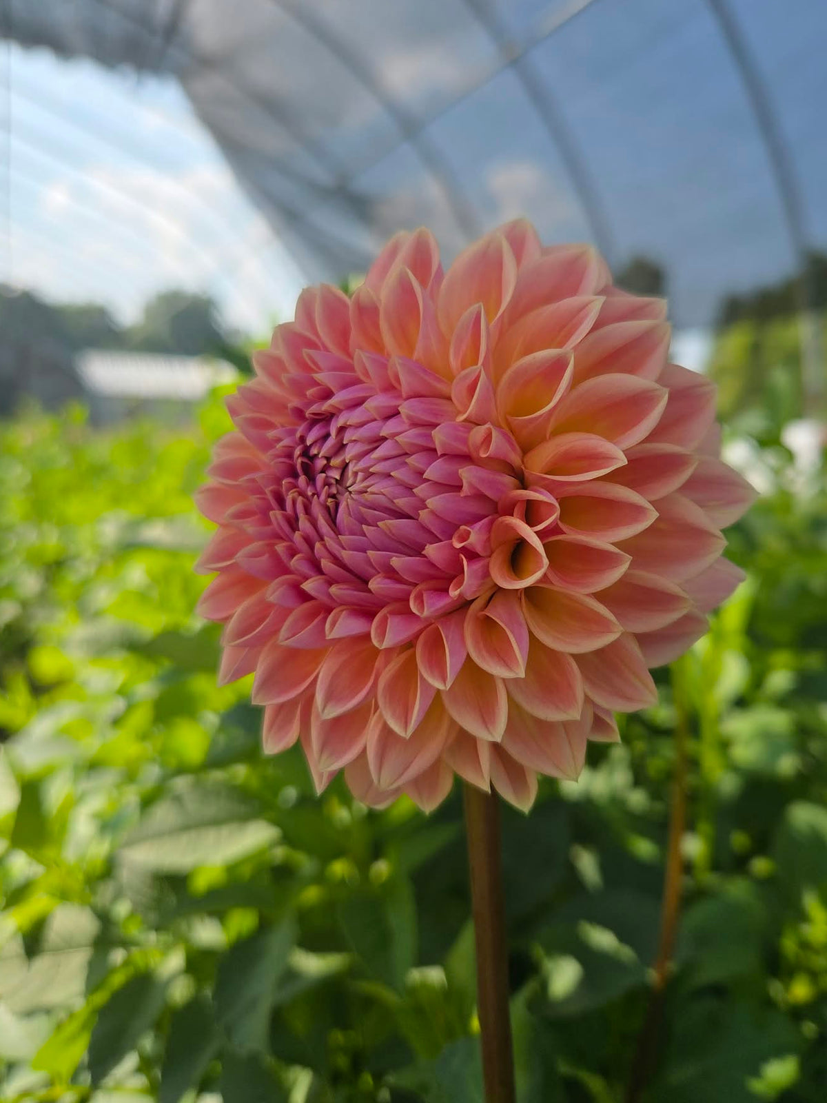 RM Summer Haze Dahlia Tuber