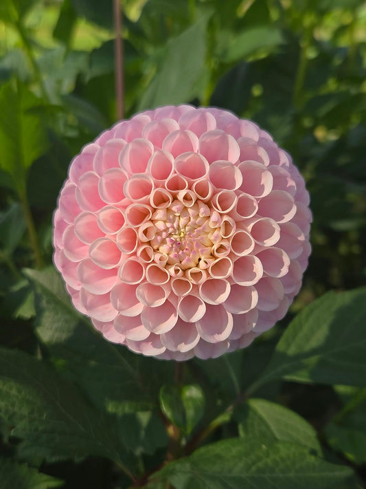 20th Ave Memory Dahlia Tuber