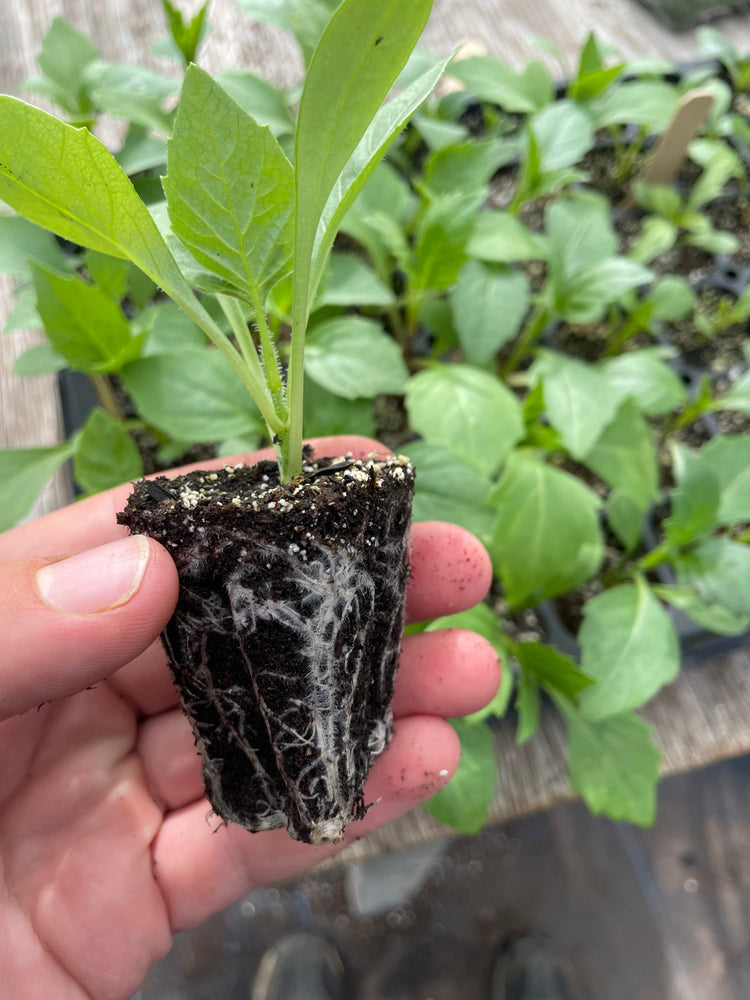 Dahlia Cuttings