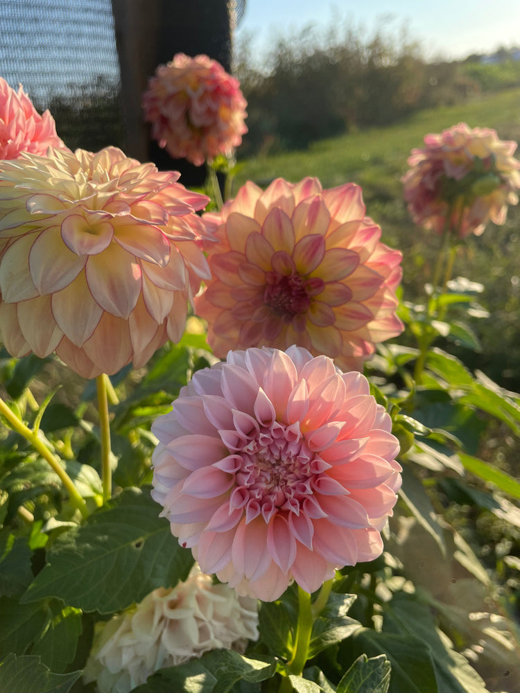 Dahlia Tubers