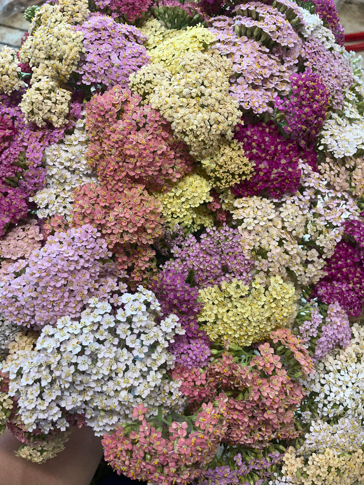 Wholesale Cutflowers