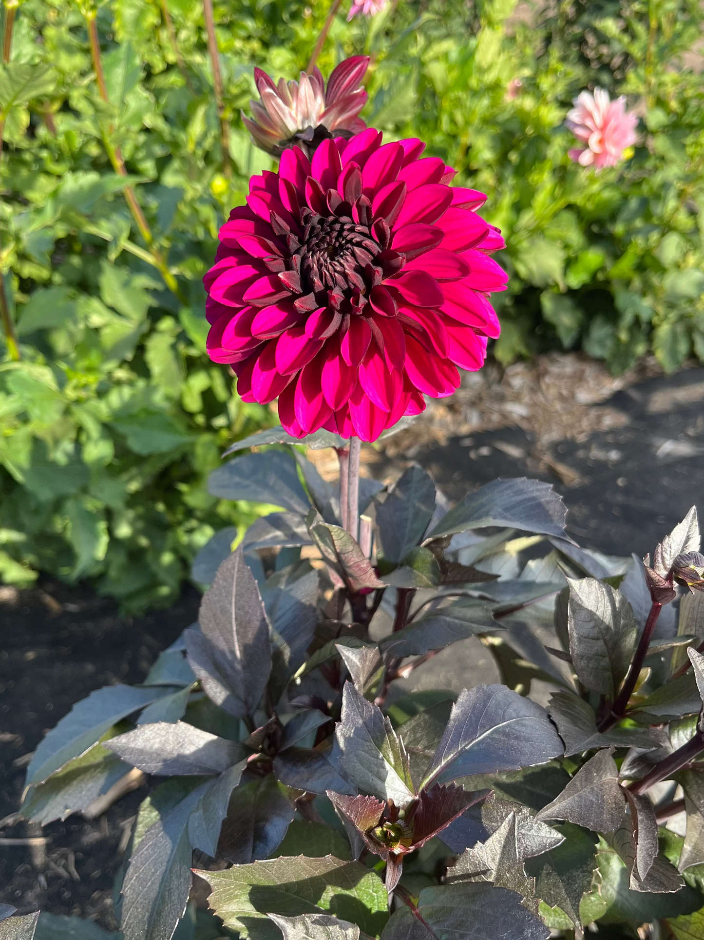 Jennifer Mary Ellen Dahlia Tuber