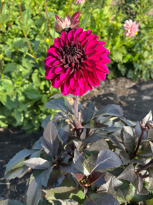 Jennifer Mary Ellen Dahlia Tuber