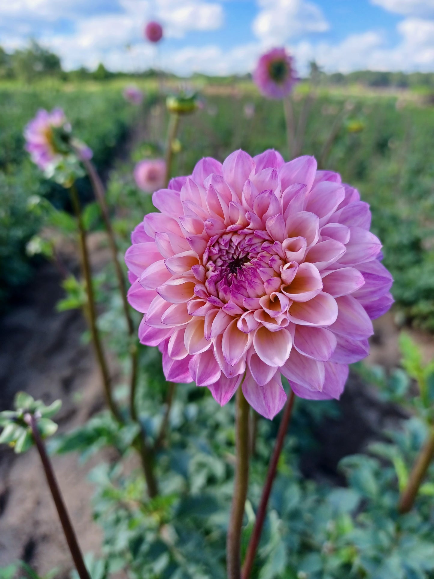Wine Eyed Jill Dahlia Tuber