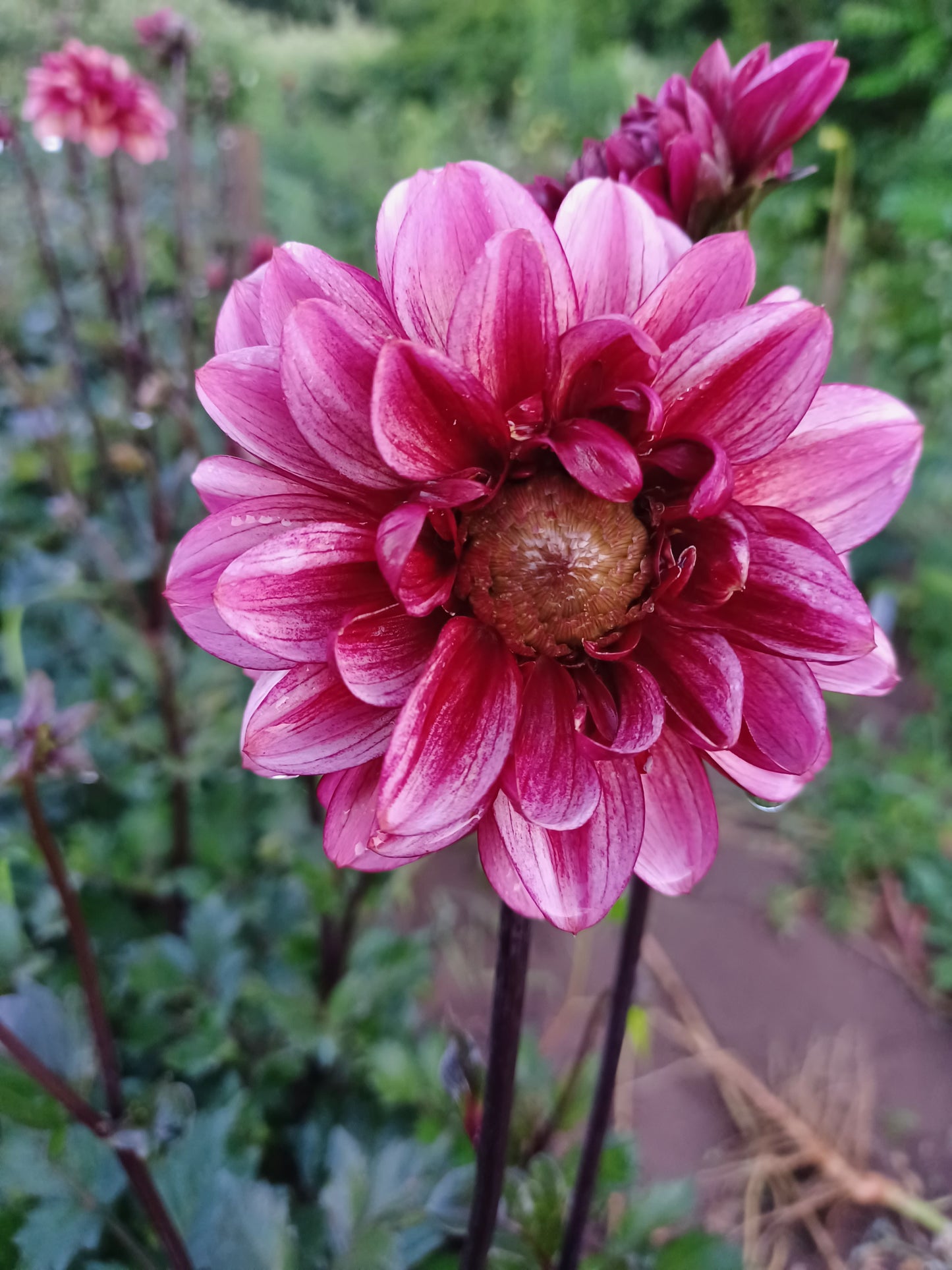 Seniors Hope Dahlia Tuber