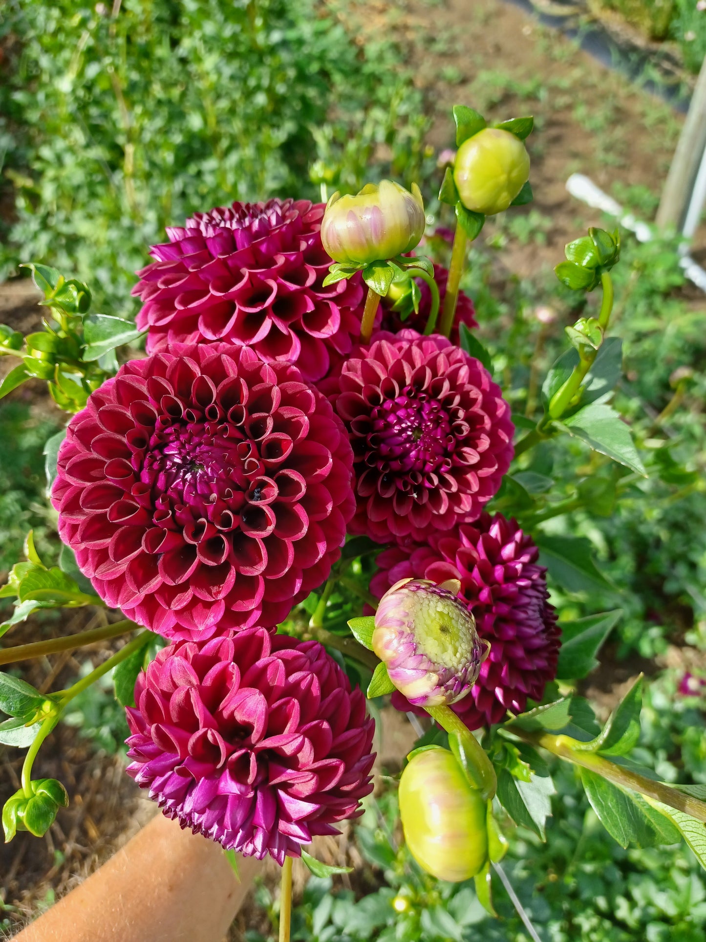 Babette Dahlia Tuber