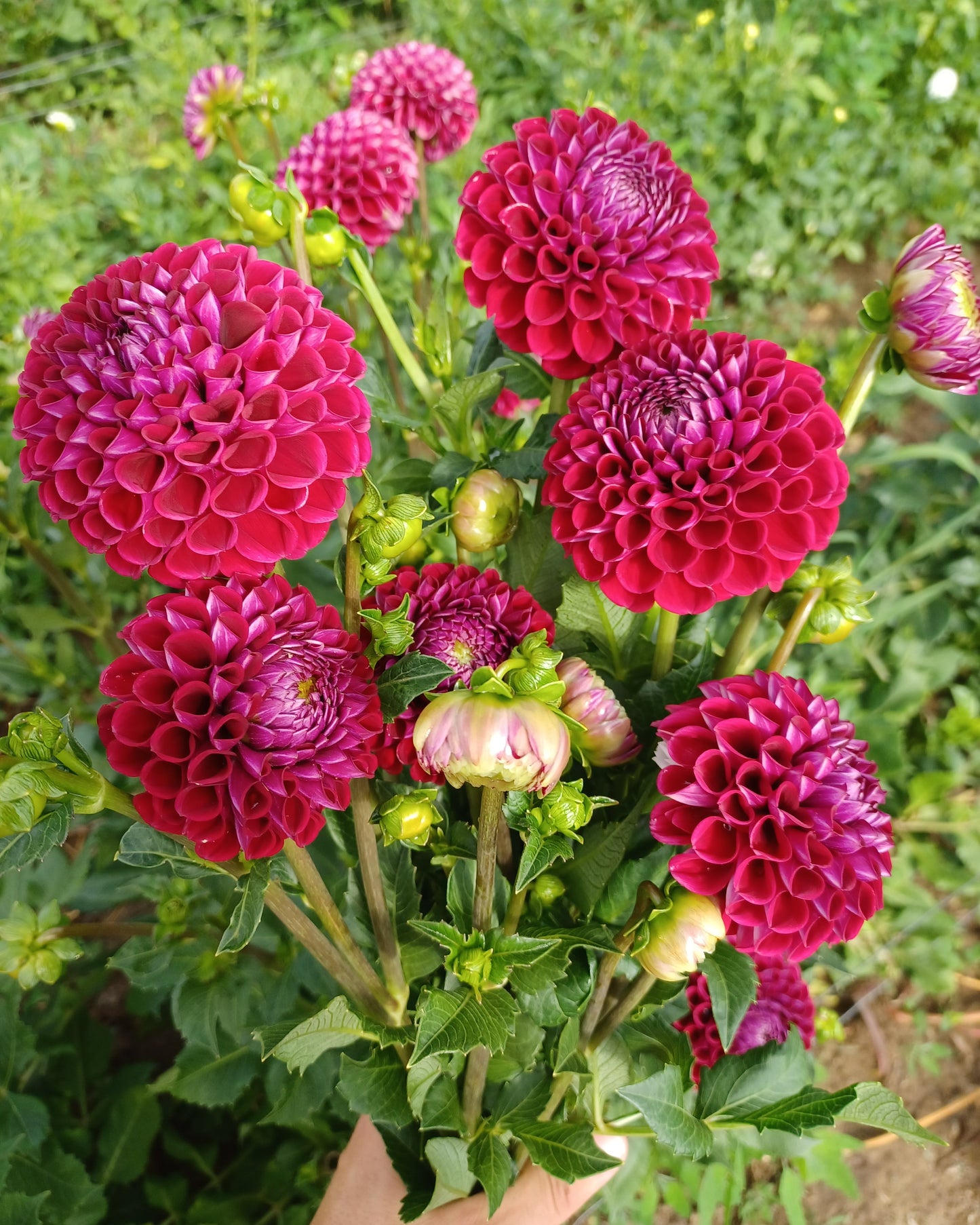 Ivanetti Dahlia Tuber