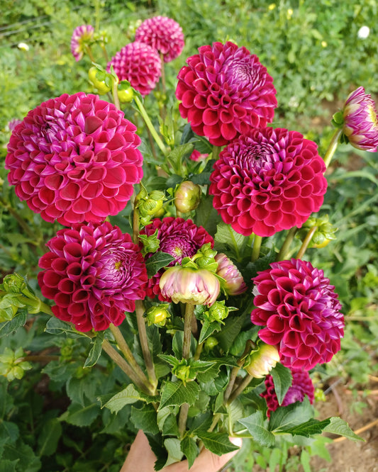 Ivanetti Dahlia Tuber