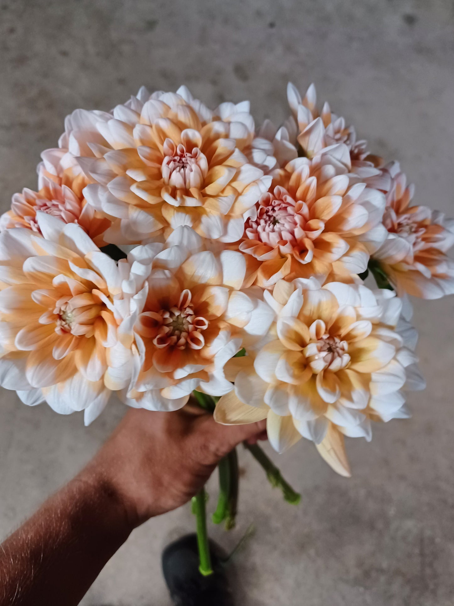 Orange Perception Dahlia Tuber