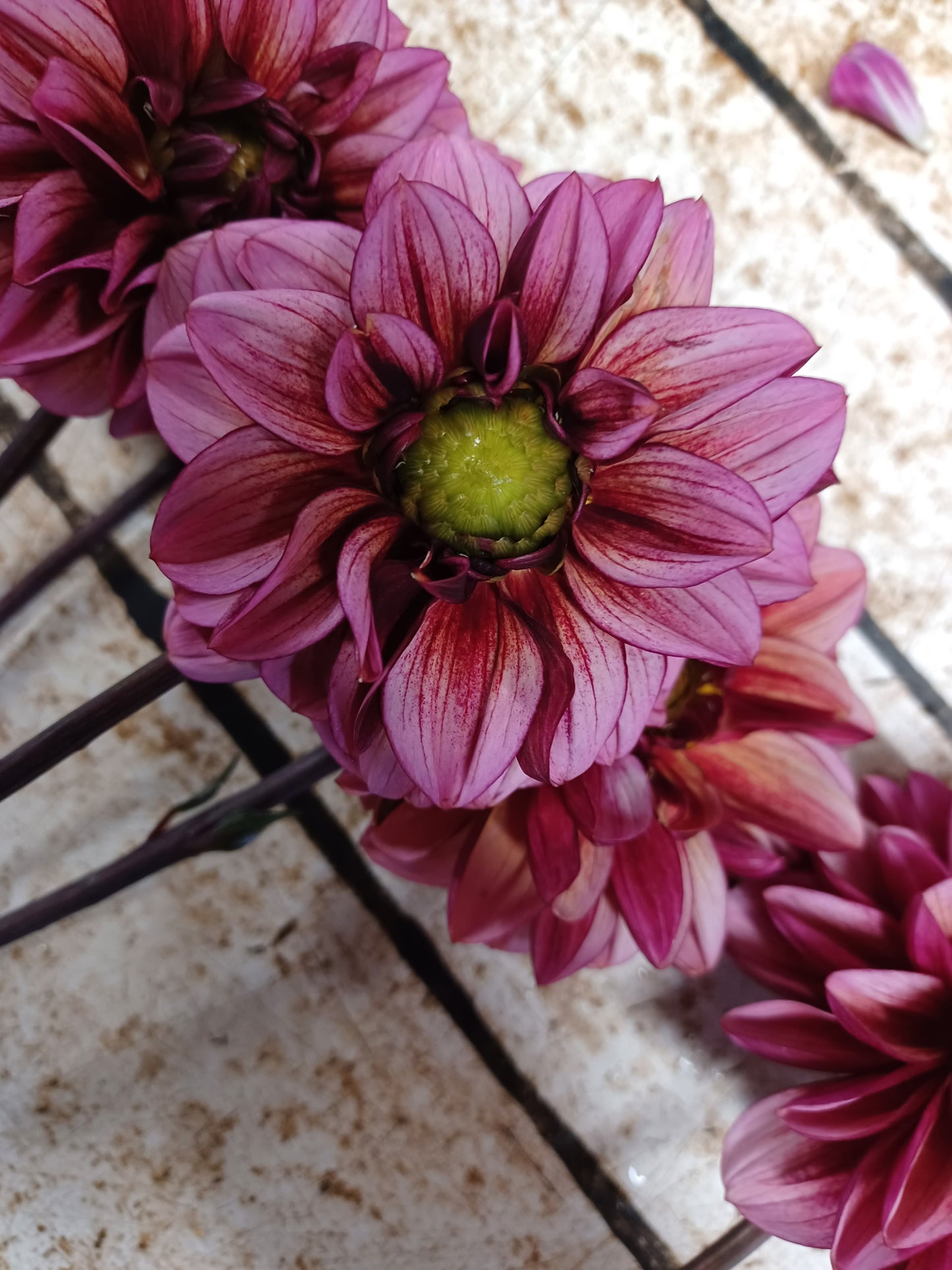 Seniors Hope Dahlia Tuber