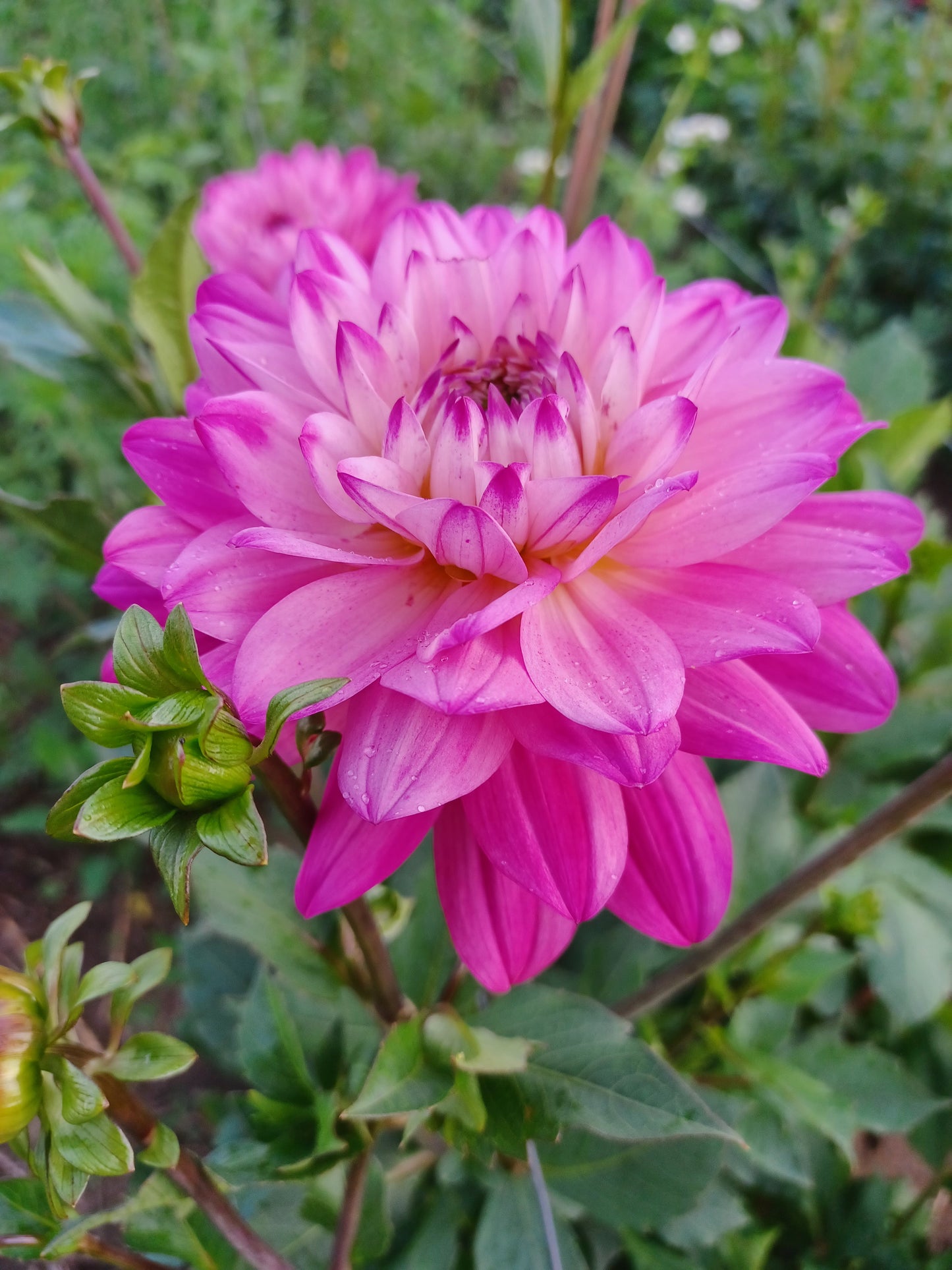 Pink Butterfly Dahlia Tuber