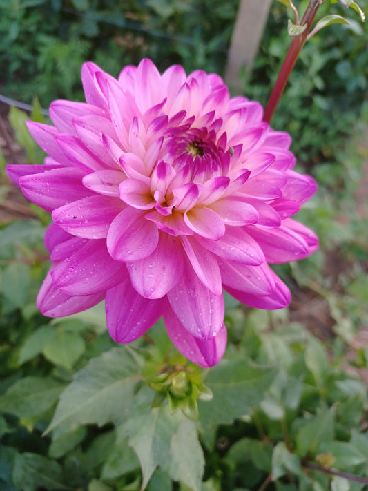 Pink Butterfly Dahlia Tuber