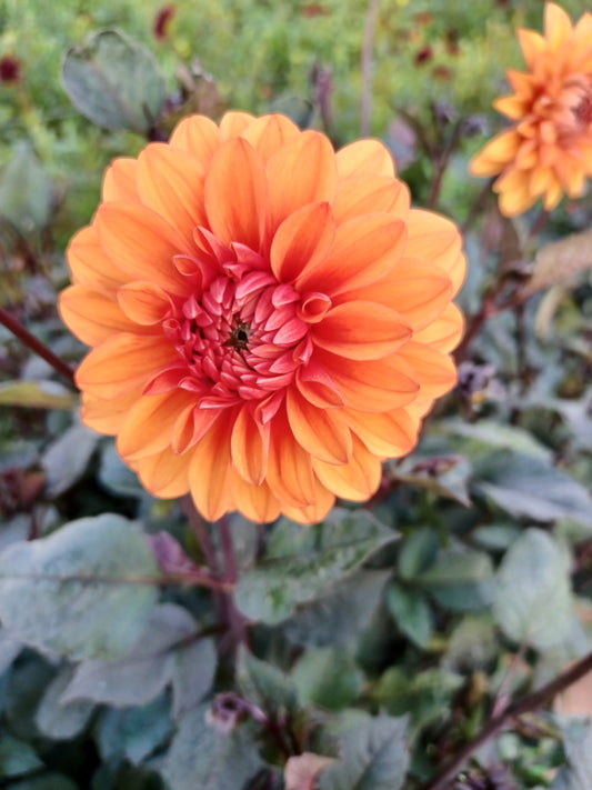 David Howard Dahlia Tuber