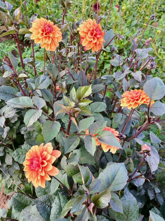 David Howard Dahlia Tuber