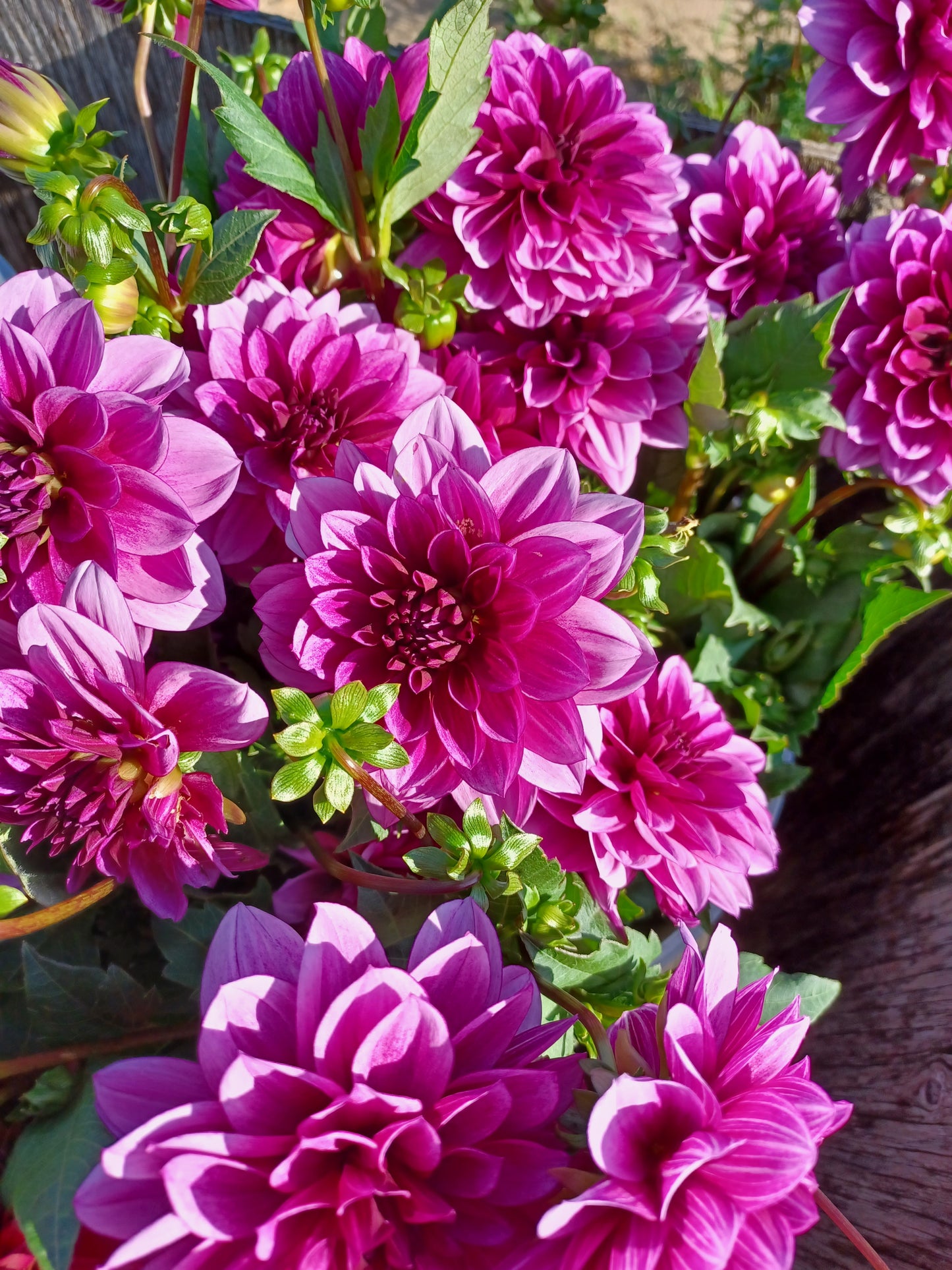 Blue Belle Dahlia Tuber