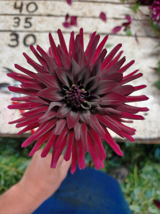 Chat Noir Dahlia Tubers (2)