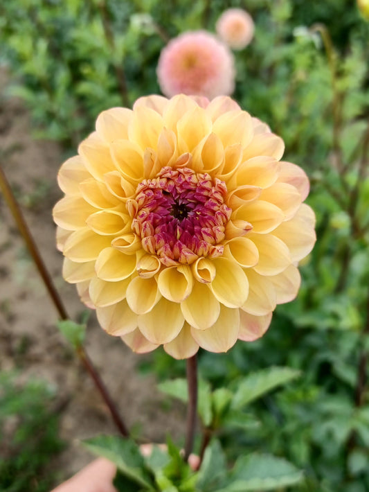 Yellow Jill Dahlia Tuber