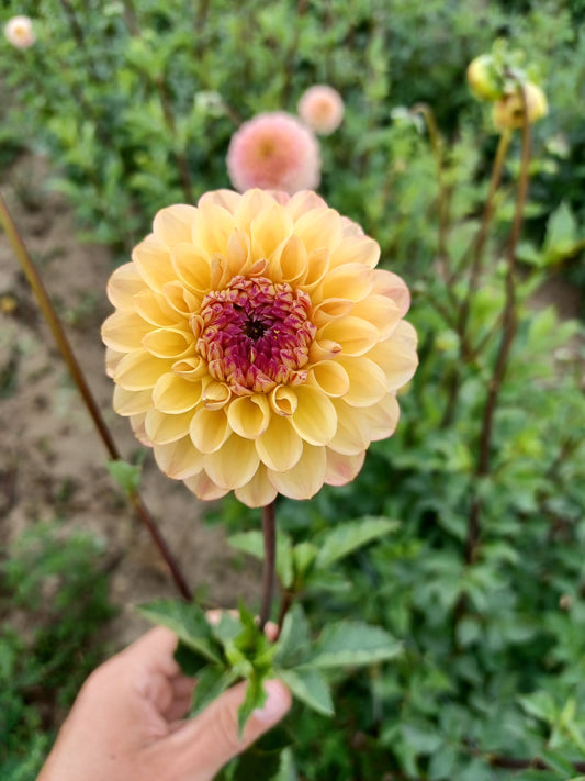 Beginner-Friendly Dahlia Mix (10)