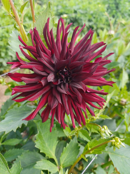 Chat Noir Dahlia Tubers (2)