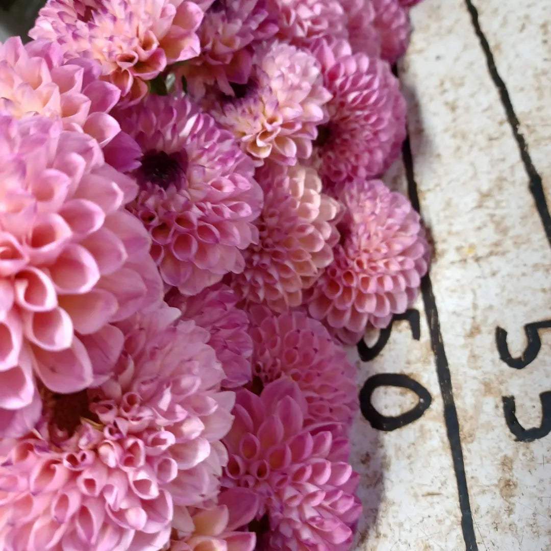 Wine Eyed Jill Dahlia Tuber