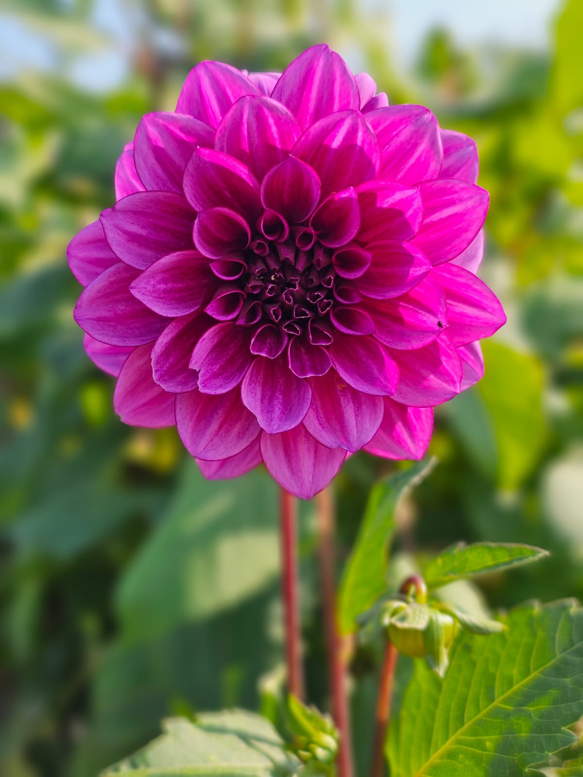 Blue Belle Dahlia Tuber
