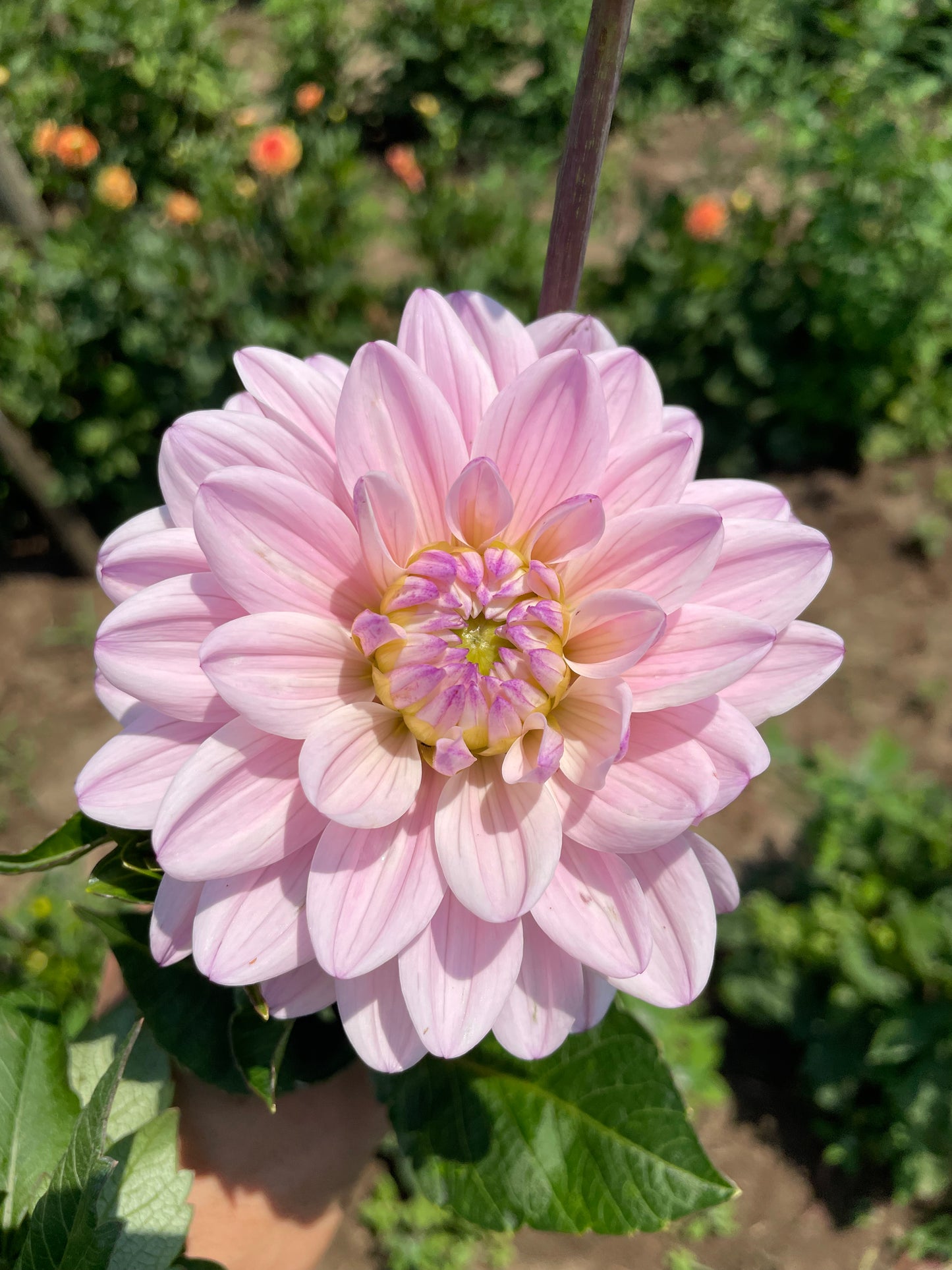 Lady Kate Dahlia Tuber