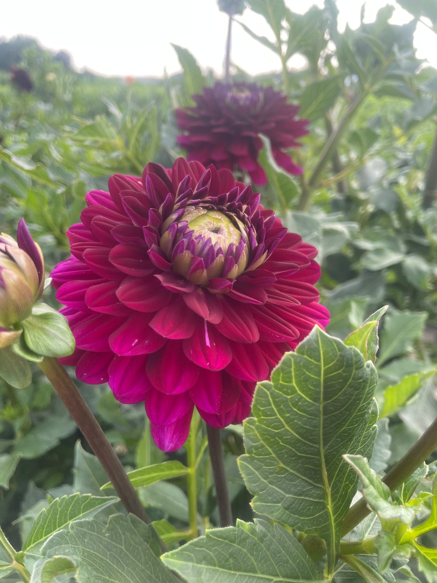 Blues Bird Dahlia Tuber