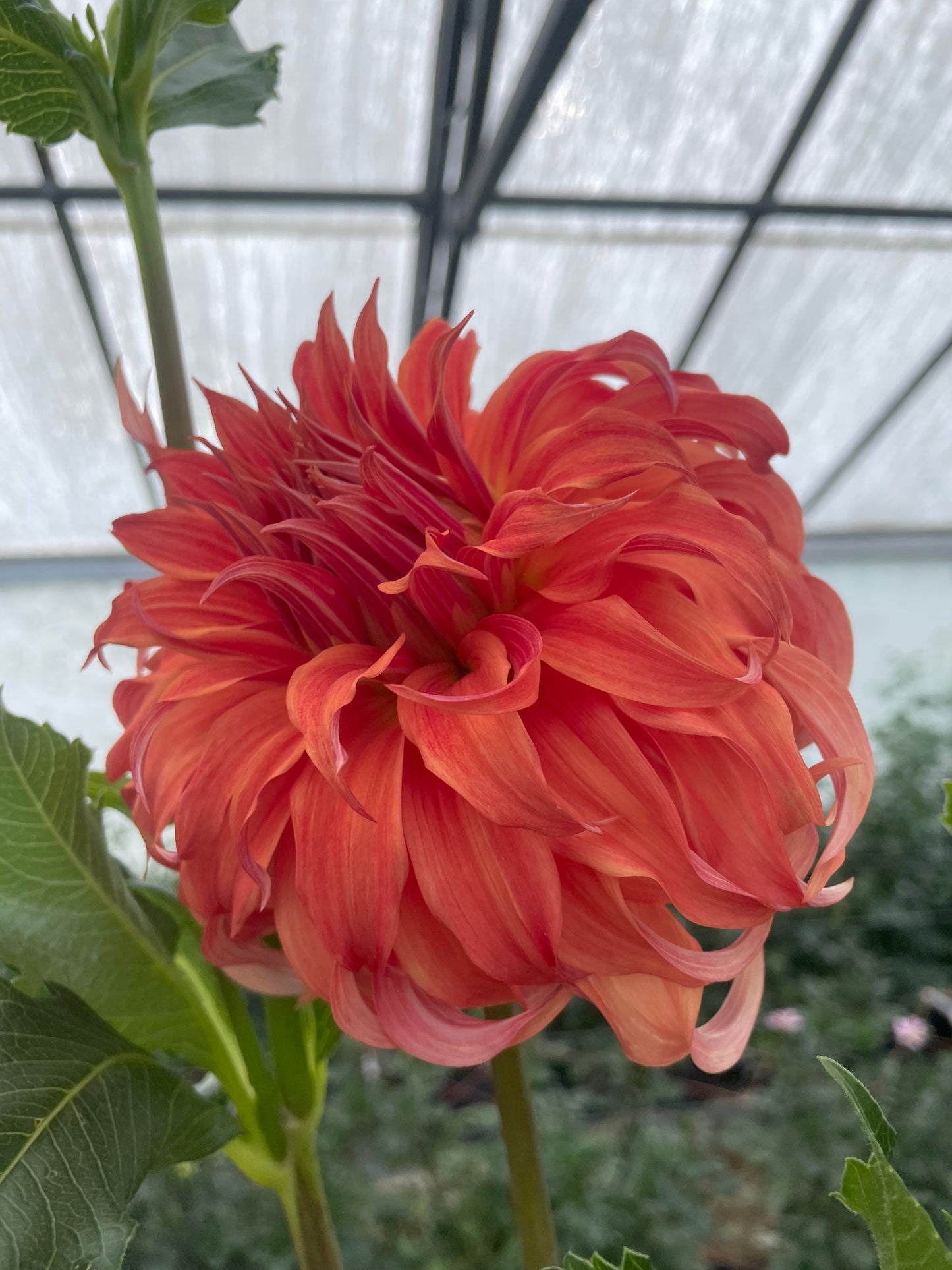 Bloomquist Jean Dahlia Tuber