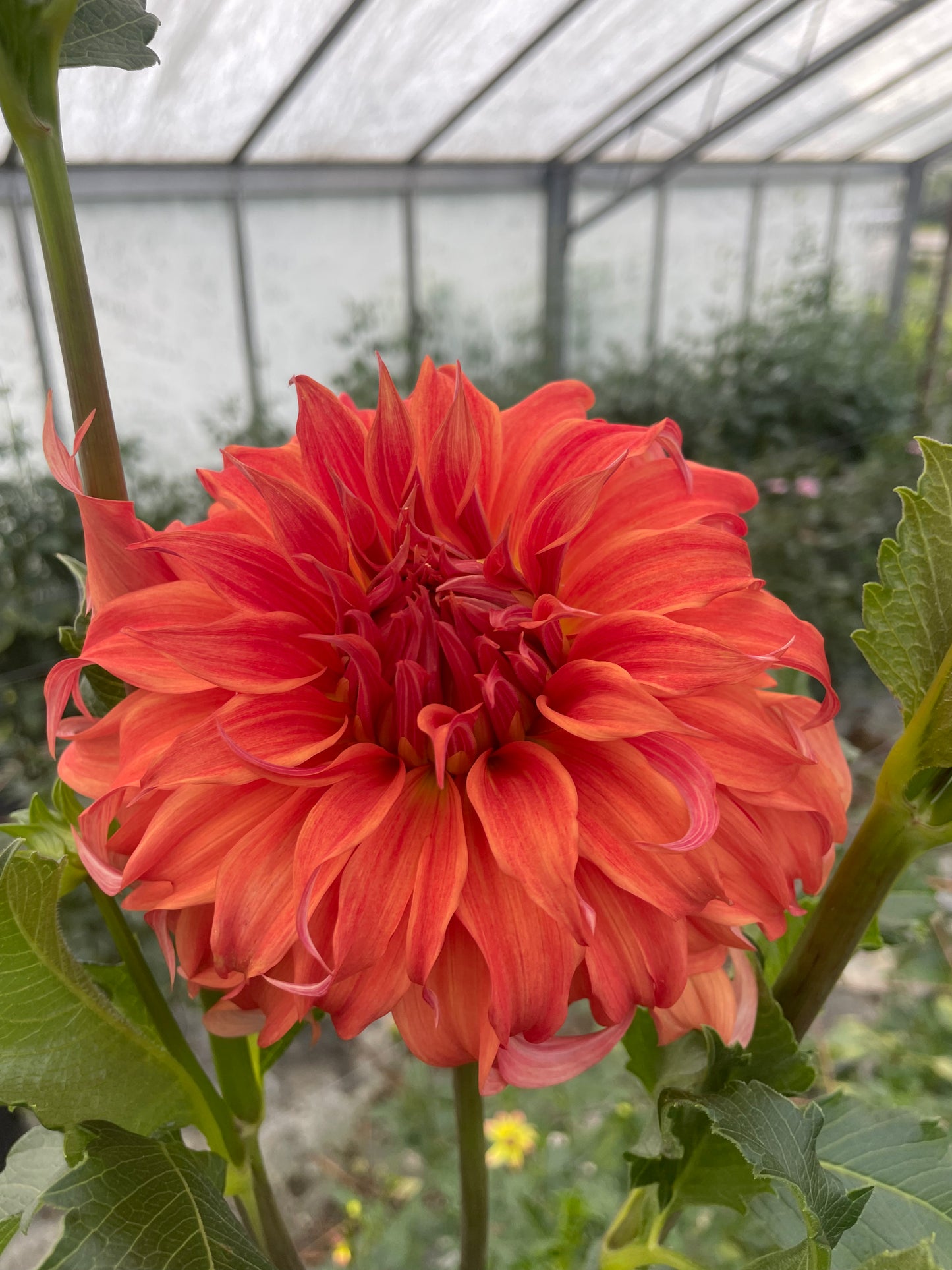 Bloomquist Jean Dahlia Tuber