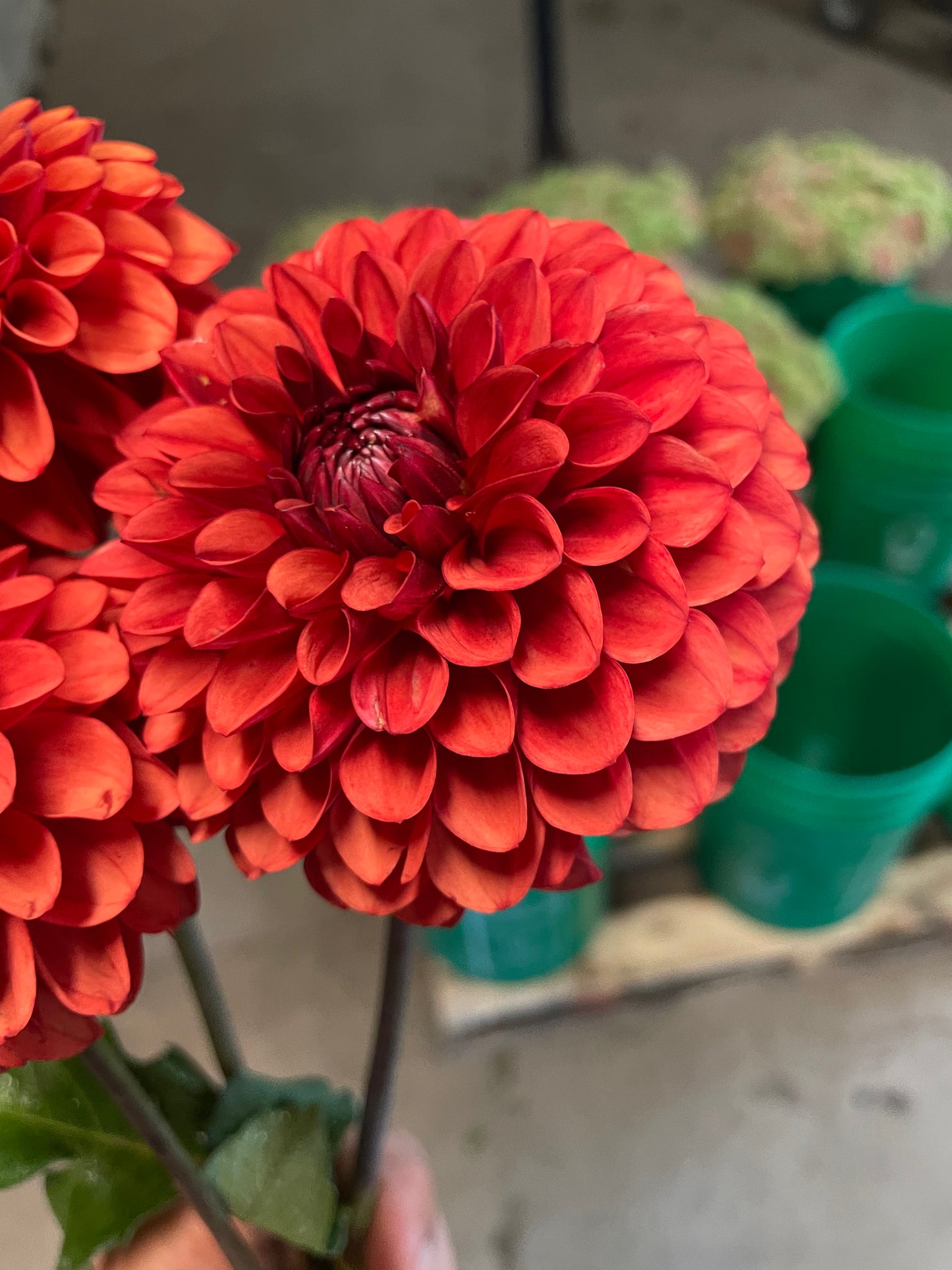 Brown Sugar Dahlia Tuber