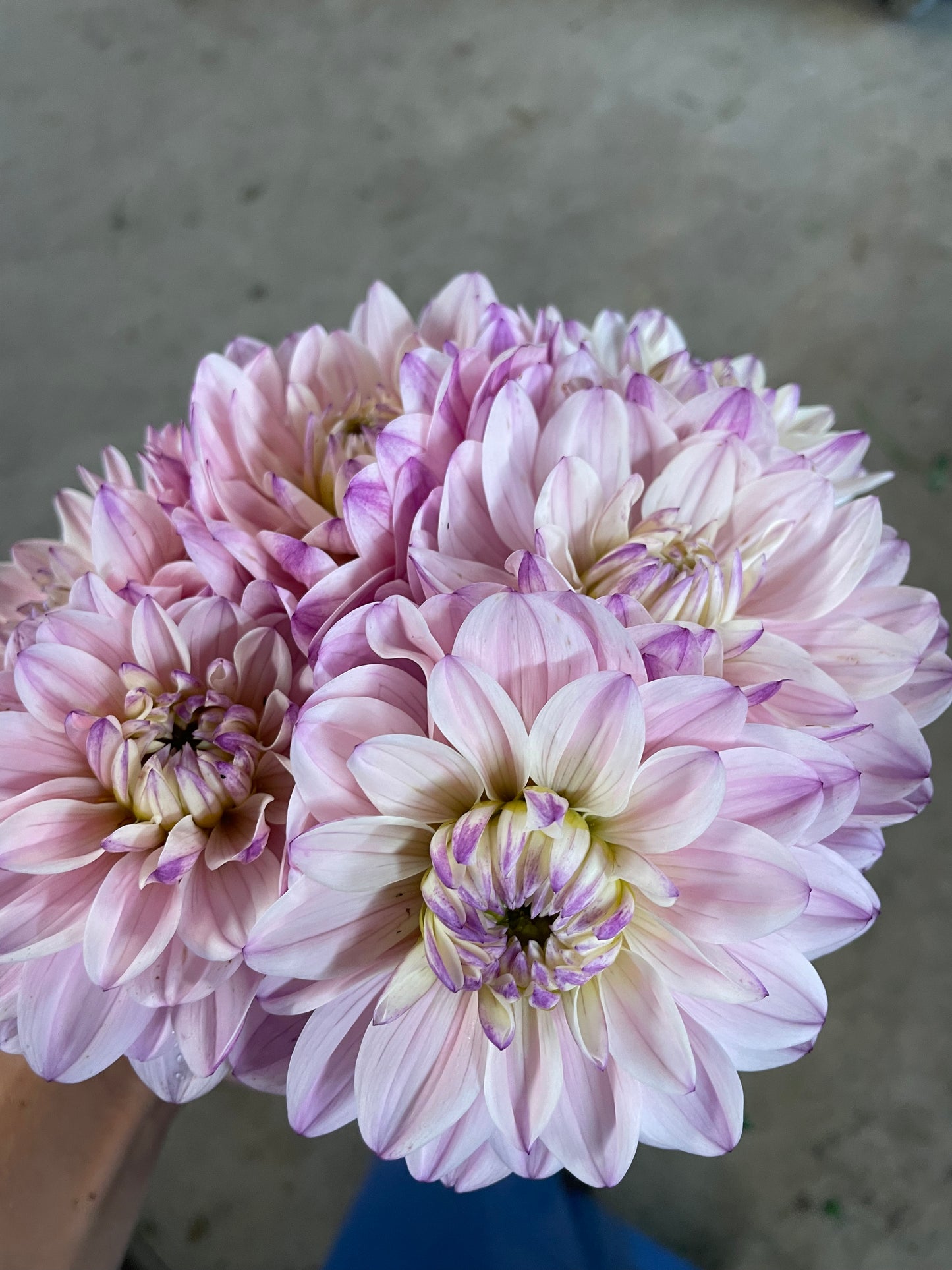 Lady Kate Dahlia Tuber