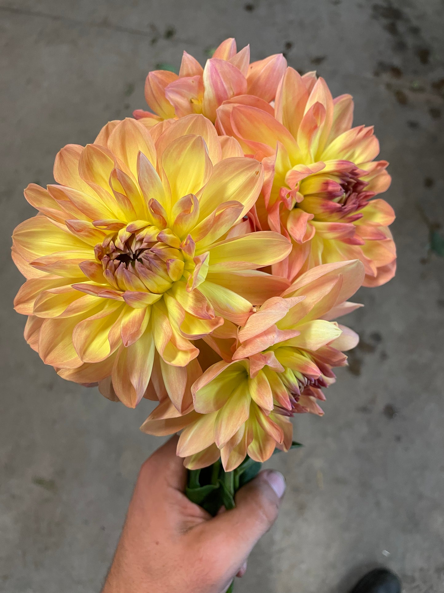 Happy Go Lucky Dahlia Tuber