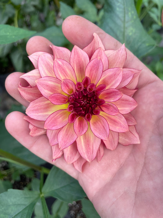 KA's® Mocha Katie Dahlia Tuber