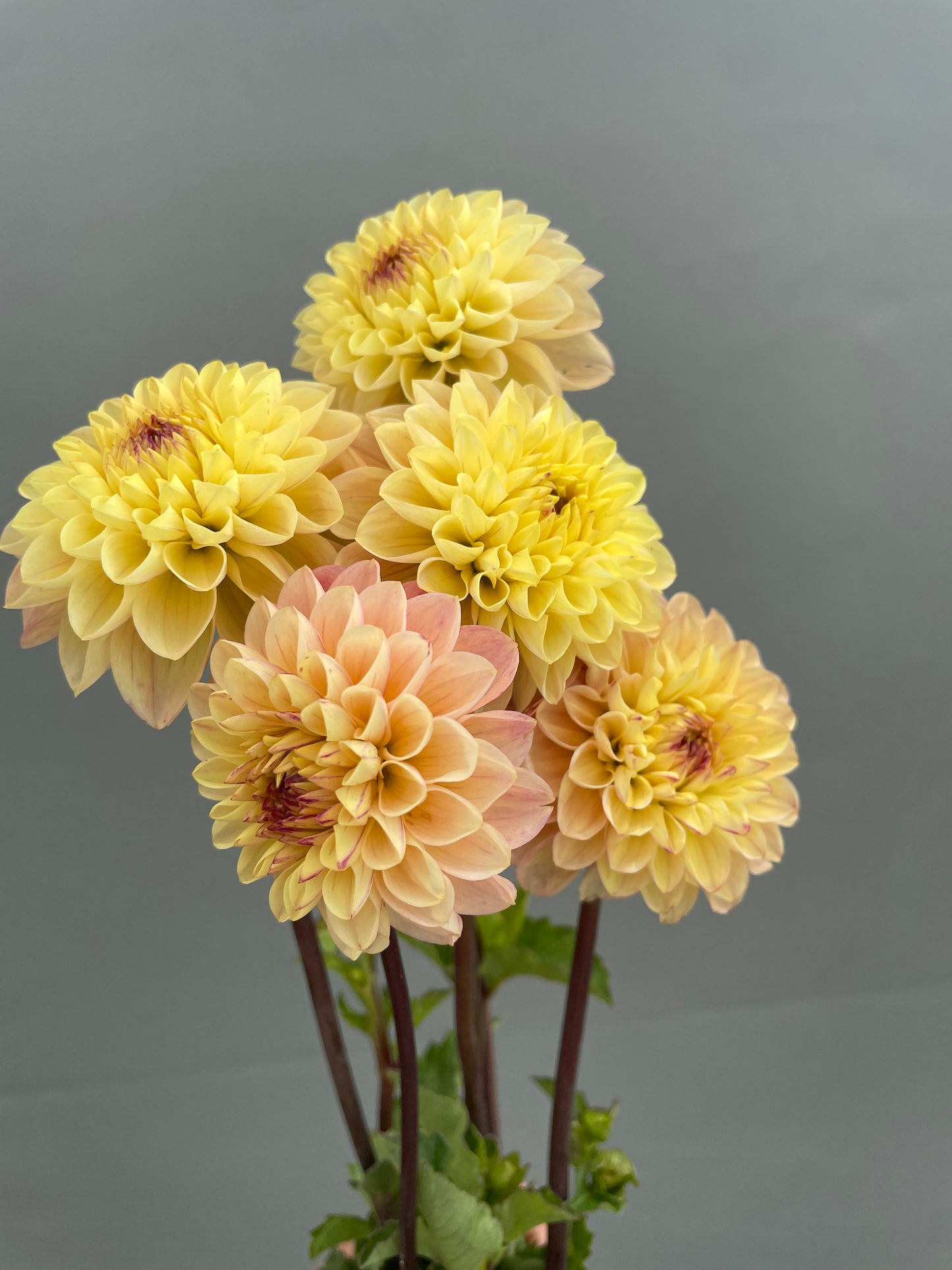 Yellow Jill Dahlia Tuber