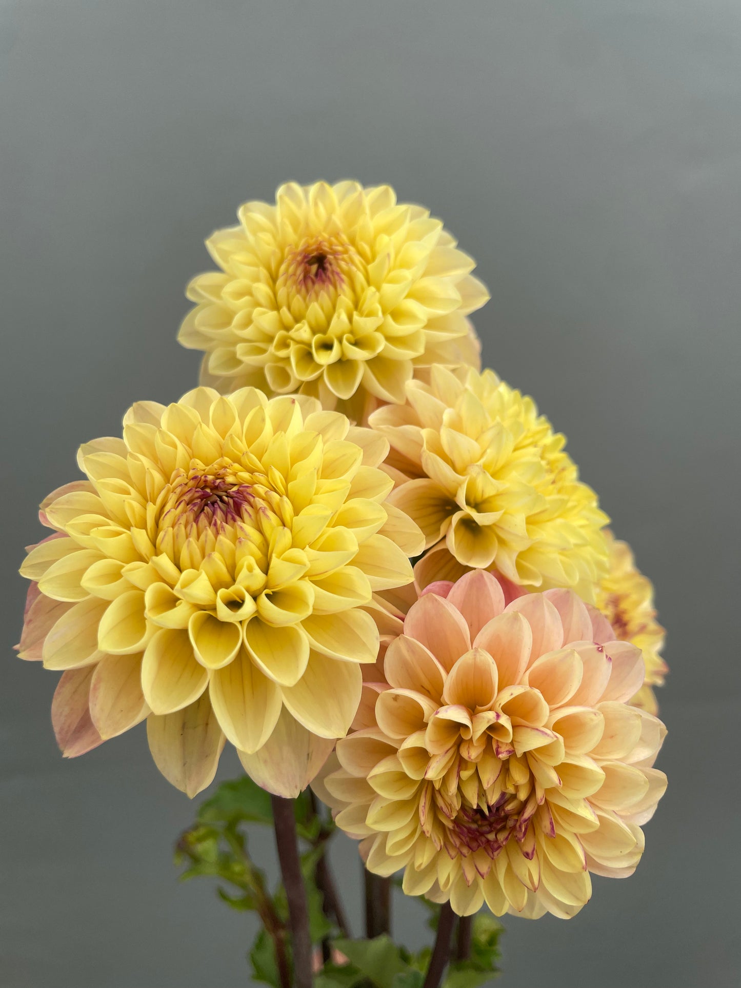 Yellow Jill Dahlia Tuber