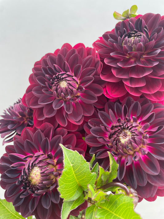 Blues Bird Dahlia Tuber