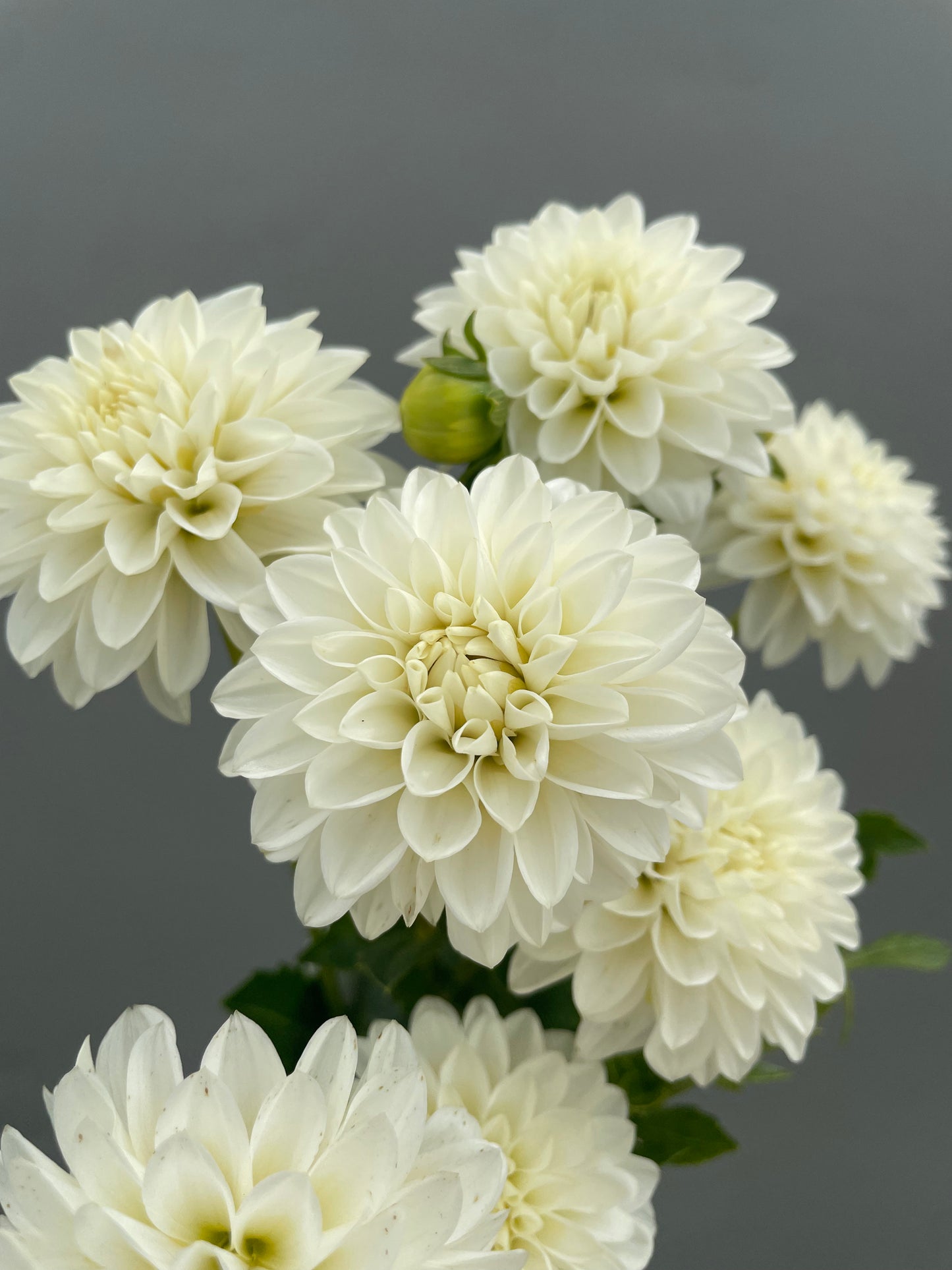 Taffarel Dahlia Tuber