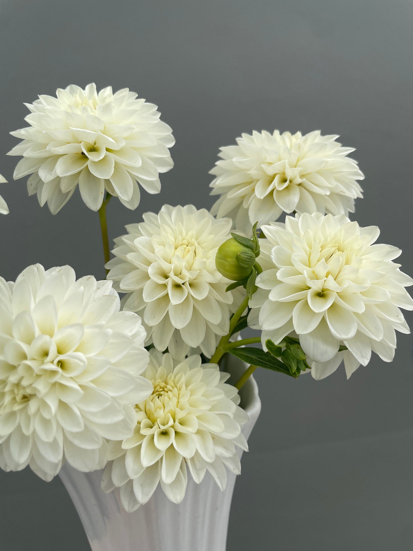 Taffarel Dahlia Tuber