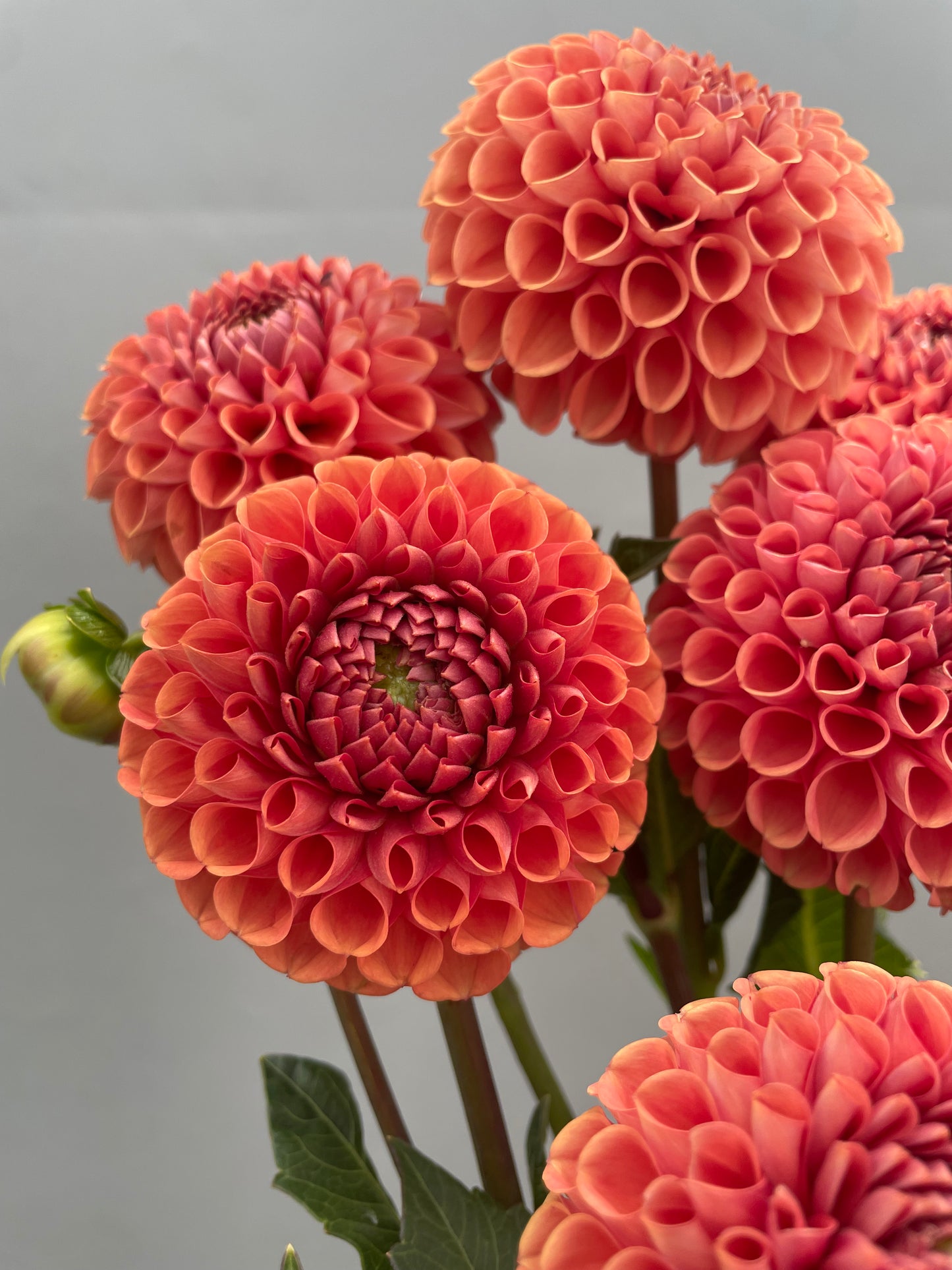 Cornel Bronze Dahlia Tuber