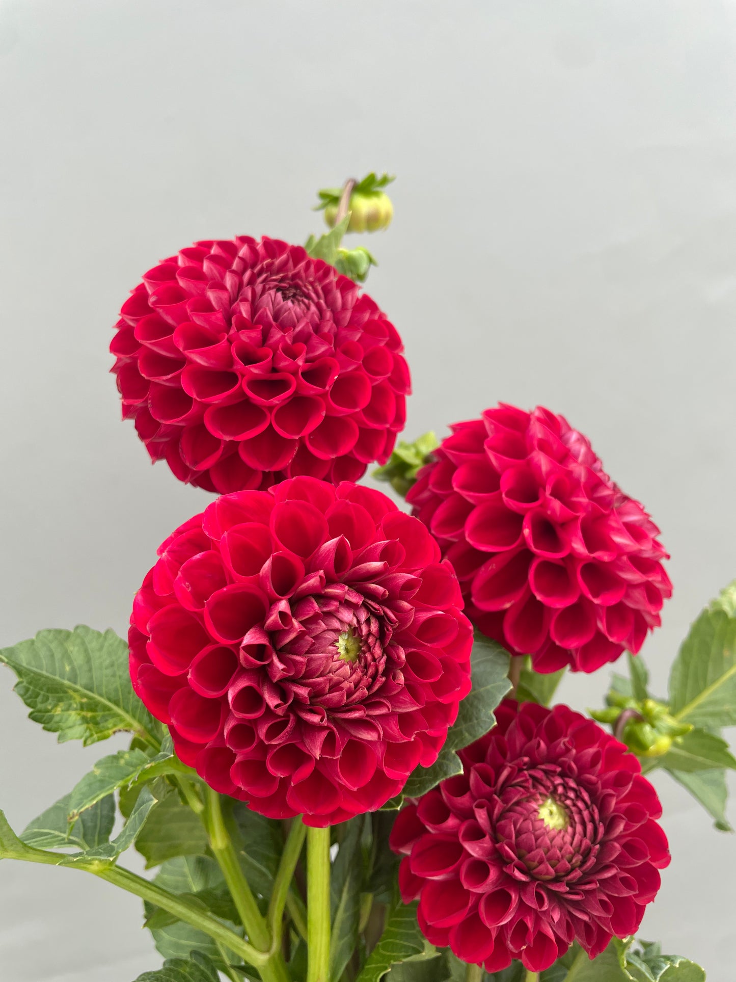 Cornell Dahlia Tuber