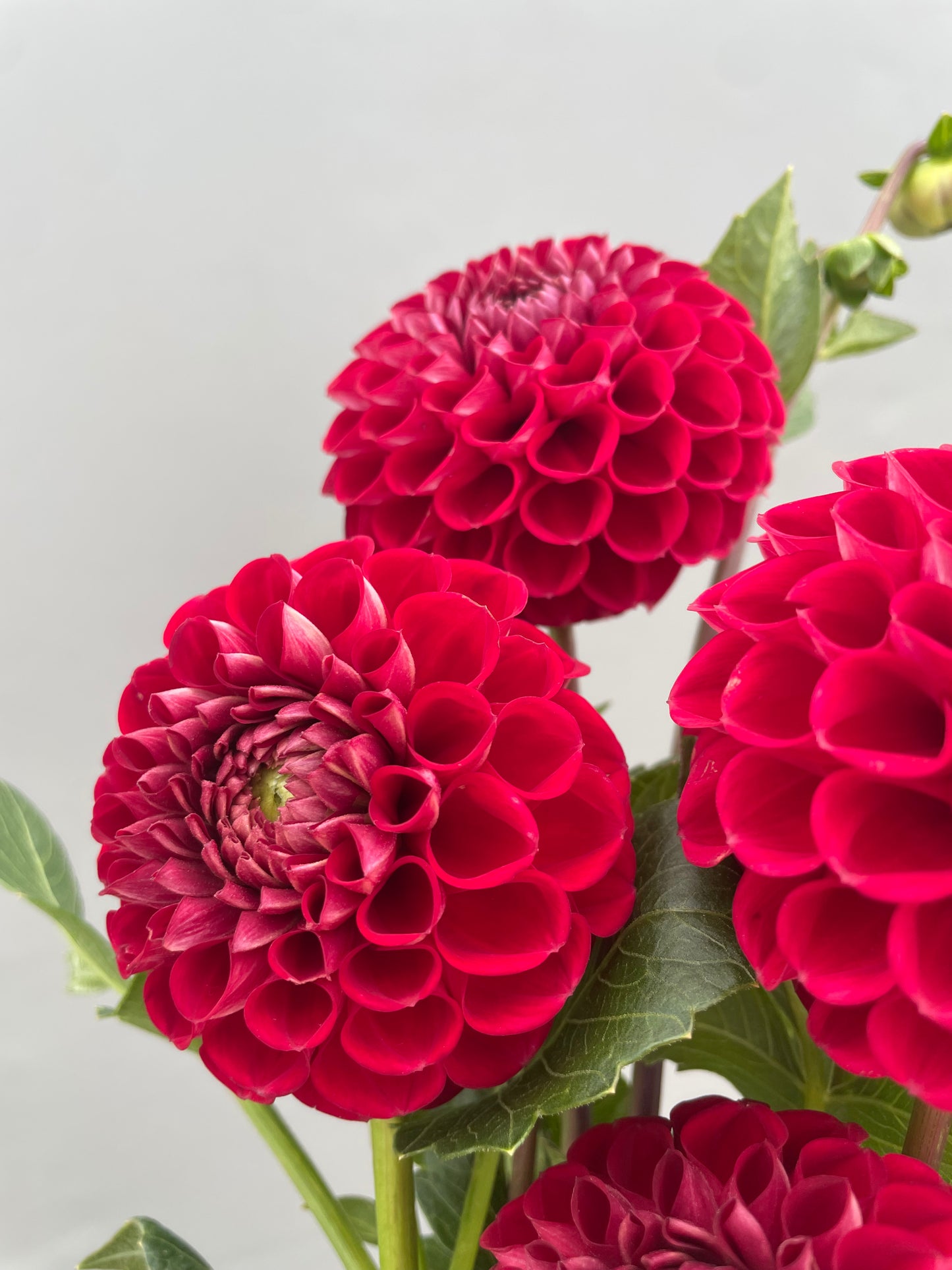 Cornell Dahlia Tuber