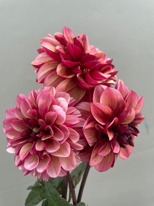 Seniors Hope Dahlia Tuber