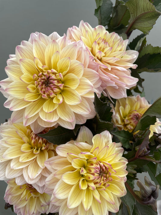Chianti Dahlia Tuber