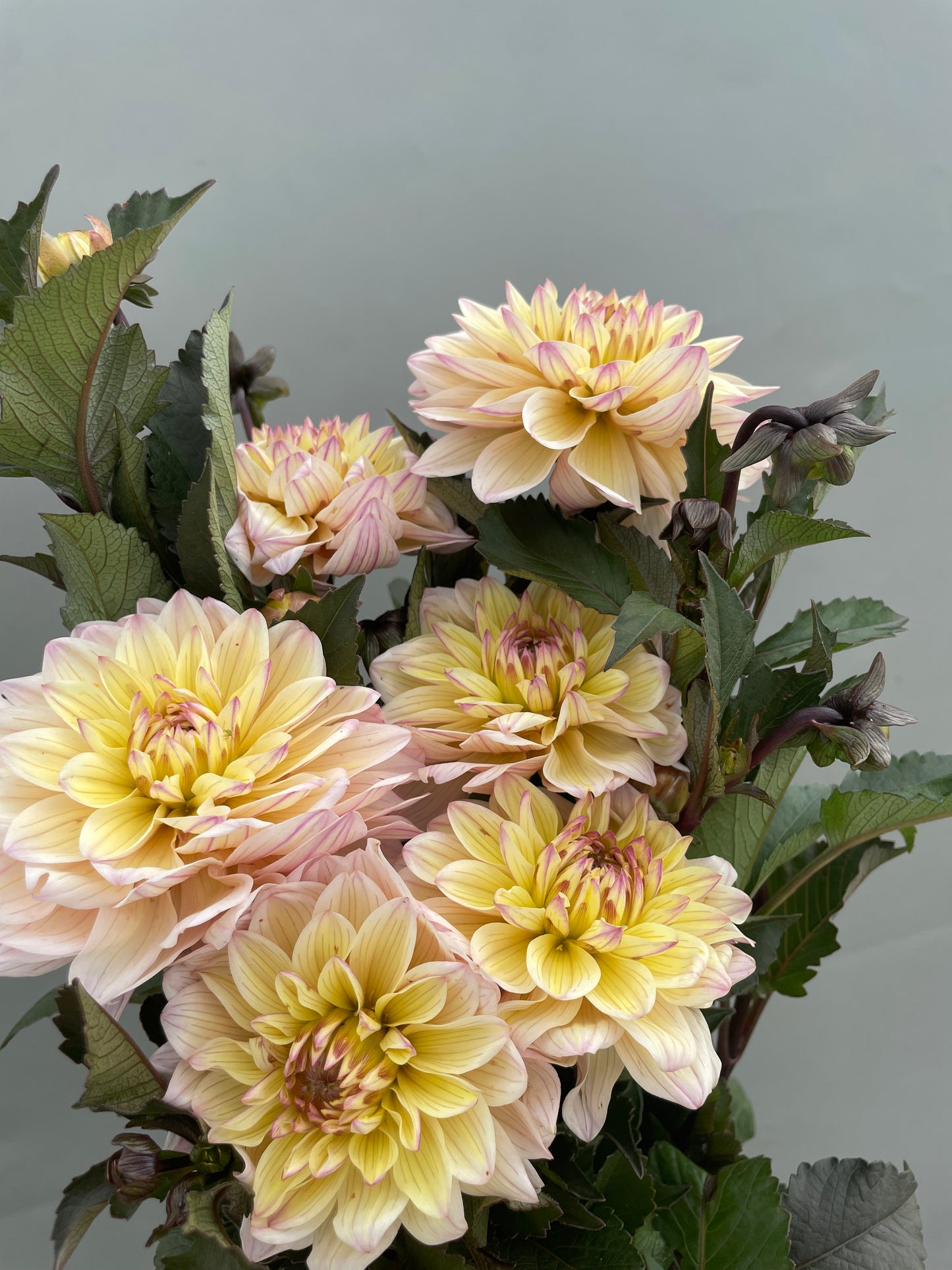 Chianti Dahlia Tuber