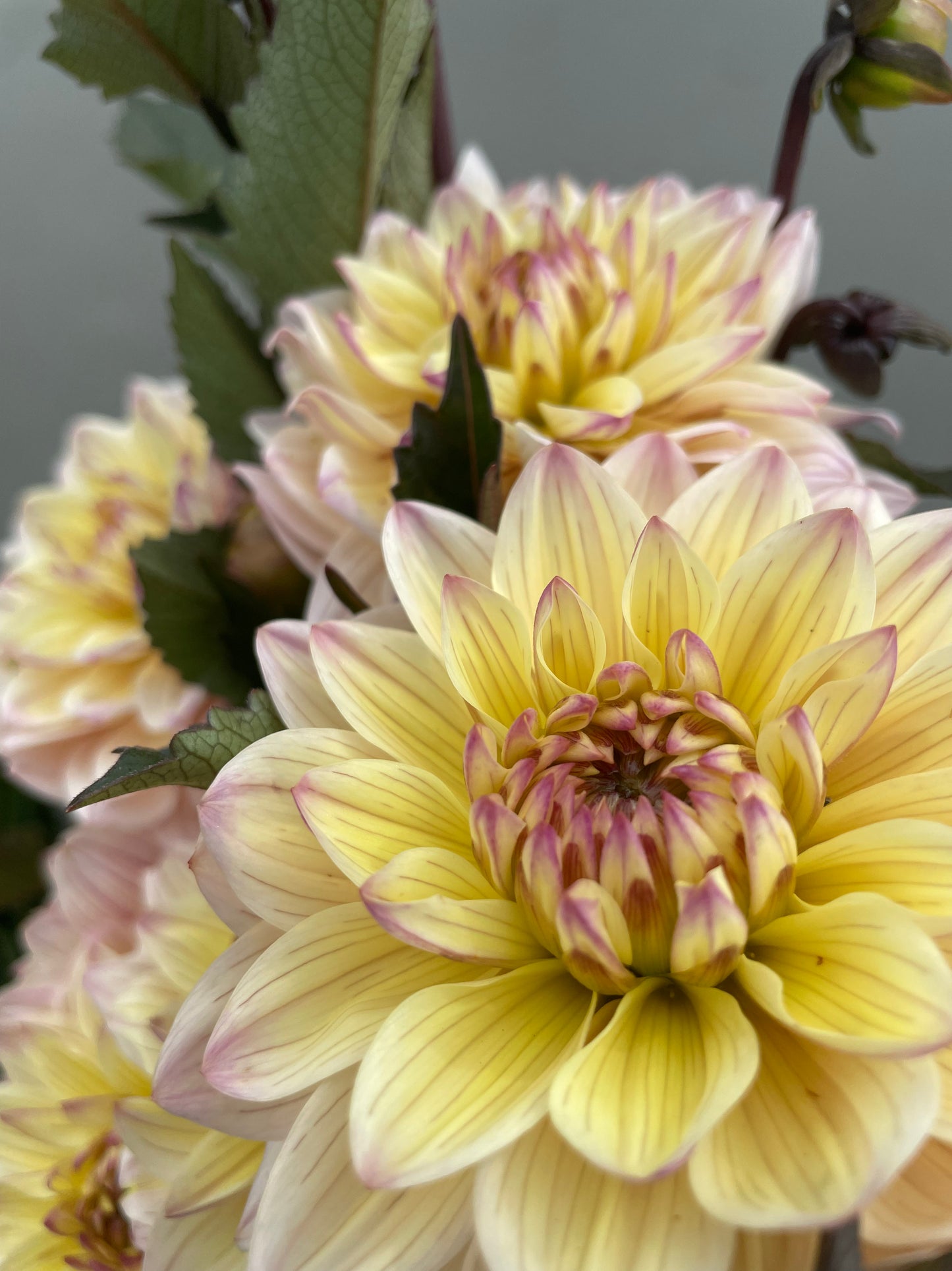 Chianti Dahlia Tuber